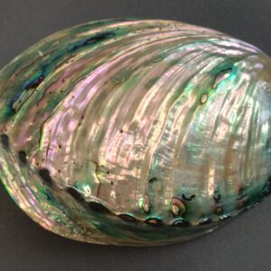 ABALONE EXTRA