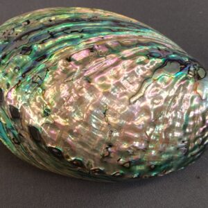 ABALONE EXTRA